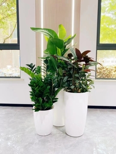 鄞州植物出租价格